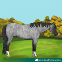 Horse Color:Unknown 