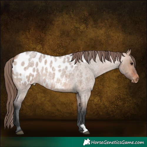 Horse Color:Bay Roan Dun Near Leopard 
