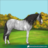 Horse Color:Smoky Blue Roan Tobiano Frame Rabicano 