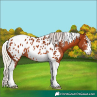 Horse Color:Silver Bay Sabino Tobiano Appaloosa 