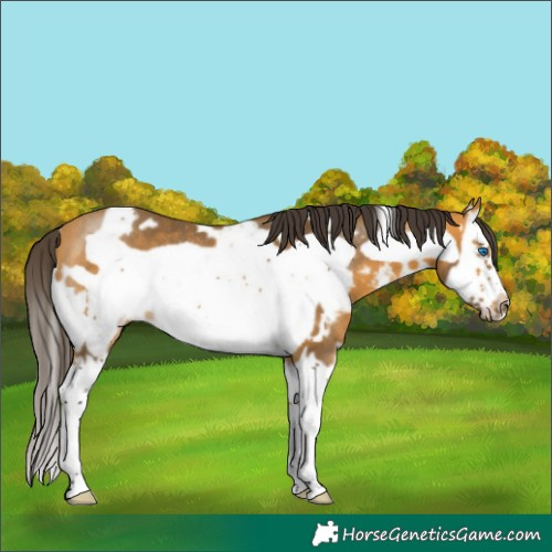 Horse Color:White Spotted Buckskin Sabino Splash Frame Rabicano