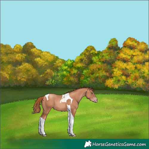 Horse Color:Gold Champagne Tobiano 