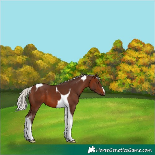 Horse Color:Silver Brown Tobiano 