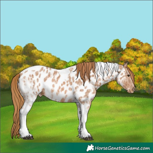 Horse Color:Chestnut Ice Tobiano Near Leopard 