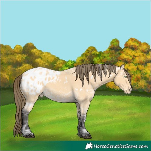 Horse Color:White Spotted Buckskin Ice Blanket Rabicano 
