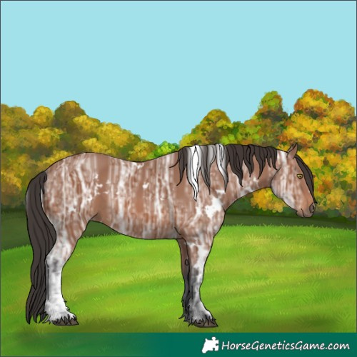 Horse Color:Unknown 