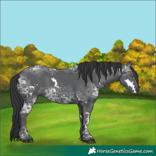 Horse Color:White Spotted Black Ice 