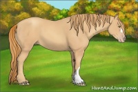 Horse Color:Gold Champagne