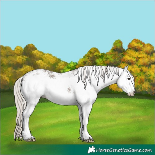 Horse Color:White Spotted Silver Black 