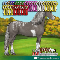 Horse Color:Powder White Silver Black Tobiano 