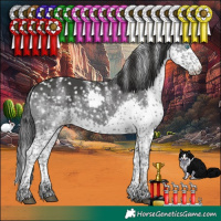 Horse Color:Powder White Platinum Black Splash Tobiano Appaloosa 