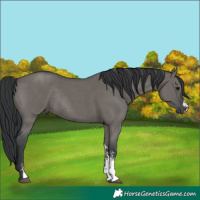 Horse Color:Grullo Sabino Rabicano