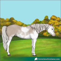 Horse Color:White Spotted Silver Grullo Splash Rabicano 