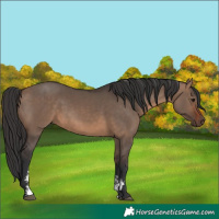 Horse Color:Brown Dun Sabino Rabicano 