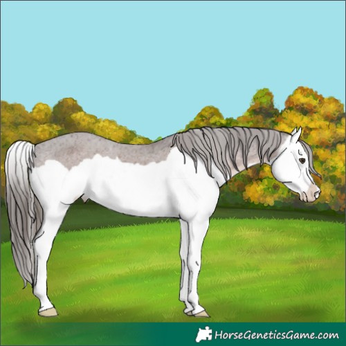 Horse Color:Liver Chestnut Splash Appaloosa 