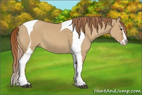 Horse Color:Red Dun Splash Tobiano