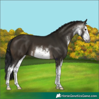 Horse Color:Gray White Spotted Brown Dun 