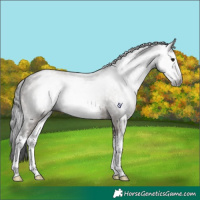 Horse Color:Gray White Spotted Brown Dun