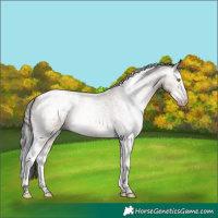 Horse Color:Gray Sable Champagne Roan Dun Splash Tobiano Appaloosa 