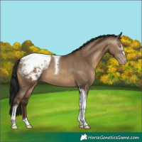 Horse Color:Gray Sable Champagne Dun Tobiano Appaloosa 