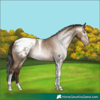 Horse Color:Gray Sable Champagne Dun Tobiano Appaloosa 