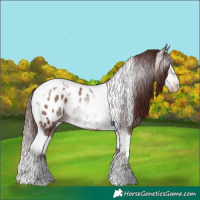 Horse Color:Gray Chocolate Classic Champagne Splash Tobiano Appaloosa 