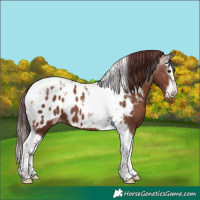 Horse Color:Gray Chocolate Classic Champagne Splash Tobiano Appaloosa 