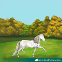 Horse Color:Chestnut Splash Tobiano Varnish 