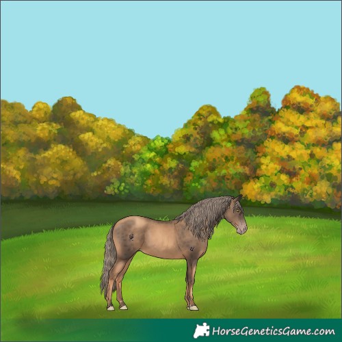 Horse Color:Gold Champagne 