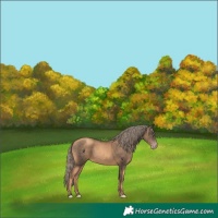 Horse Color:Gold Champagne