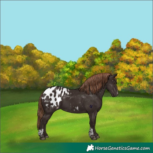 Horse Color:Liver Chestnut Tobiano Blanket 