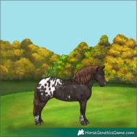 Horse Color:Liver Chestnut Tobiano Appaloosa