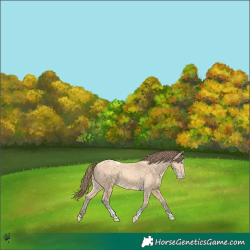 Horse Color:Amber Cream Champagne Tobiano Appaloosa 