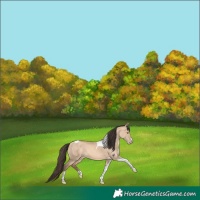 Horse Color:Amber Champagne Dun Tobiano 