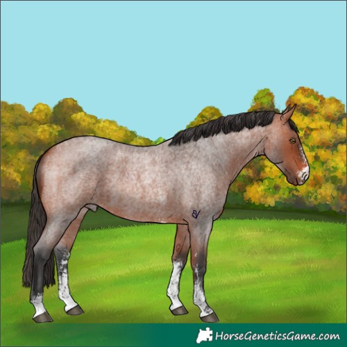 Horse Color:Bay Roan Sabino Rabicano 