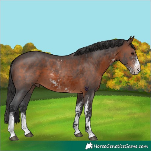 Horse Color:Brown Sabino 