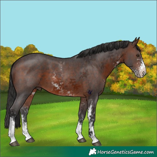 Horse Color:Brown Sabino 