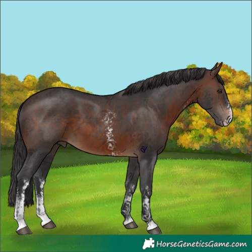 Horse Color:Brown Sabino 