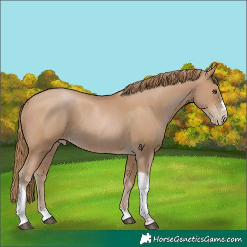 Horse Color:Black Pearl Tobiano 
