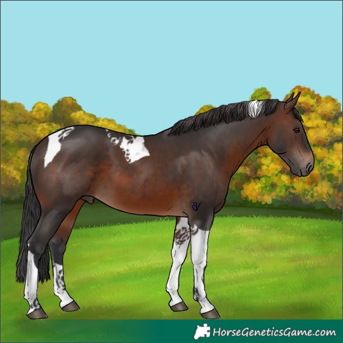 Horse Color:Brown Tobiano 