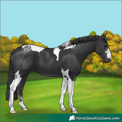 Horse Color:Black Tobiano 