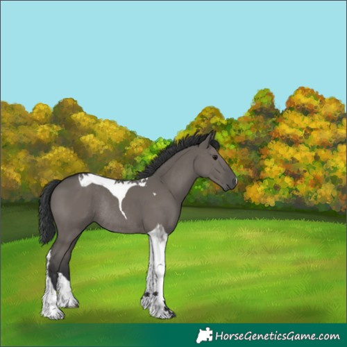 Horse Color:Grullo Tobiano Rabicano 