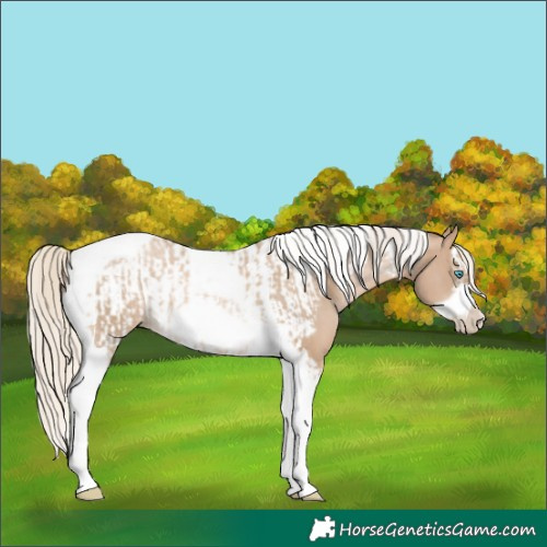 Horse Color:Chocolate Palomino Pearl Tobiano Frame  and Chocolate Palomino Pearl Tobiano Frame 