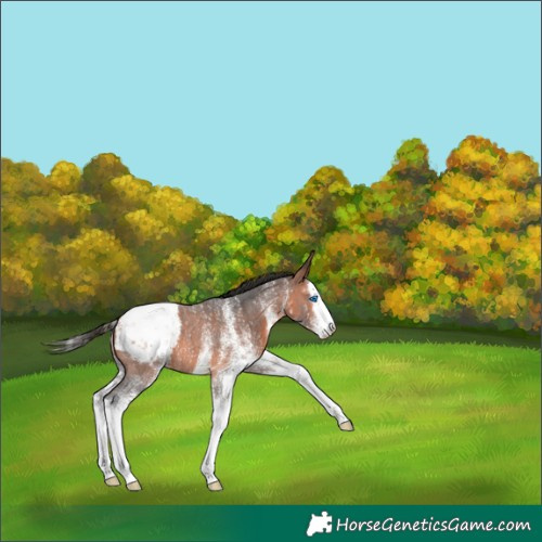 Horse Color:White Spotted Bay Splash Snowcap 