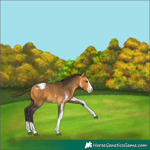 Horse Color:White Spotted Buckskin Splash Snowcap