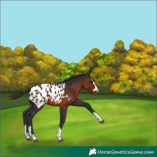 Horse Color:Bay Appaloosa 