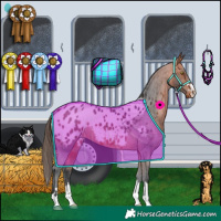 Horse Color:Bay Appaloosa 