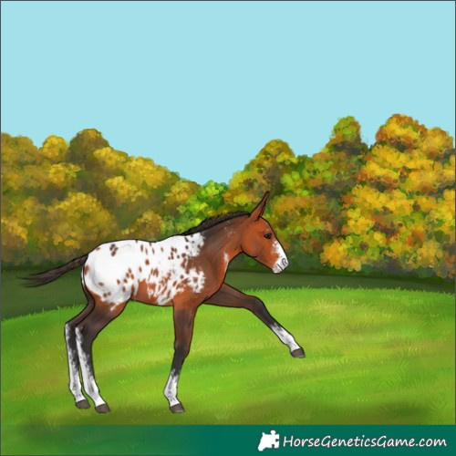 Horse Color:Bay Sabino Appaloosa 