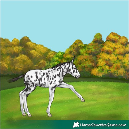 Horse Color:Smoky Black Tobiano Near Leopard