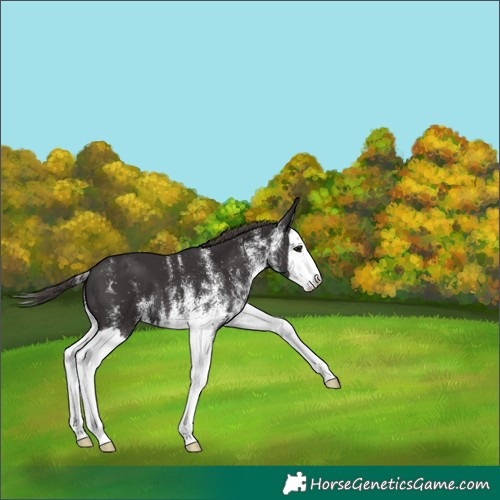 Horse Color:White Spotted Smoky Black Splash Appaloosa 